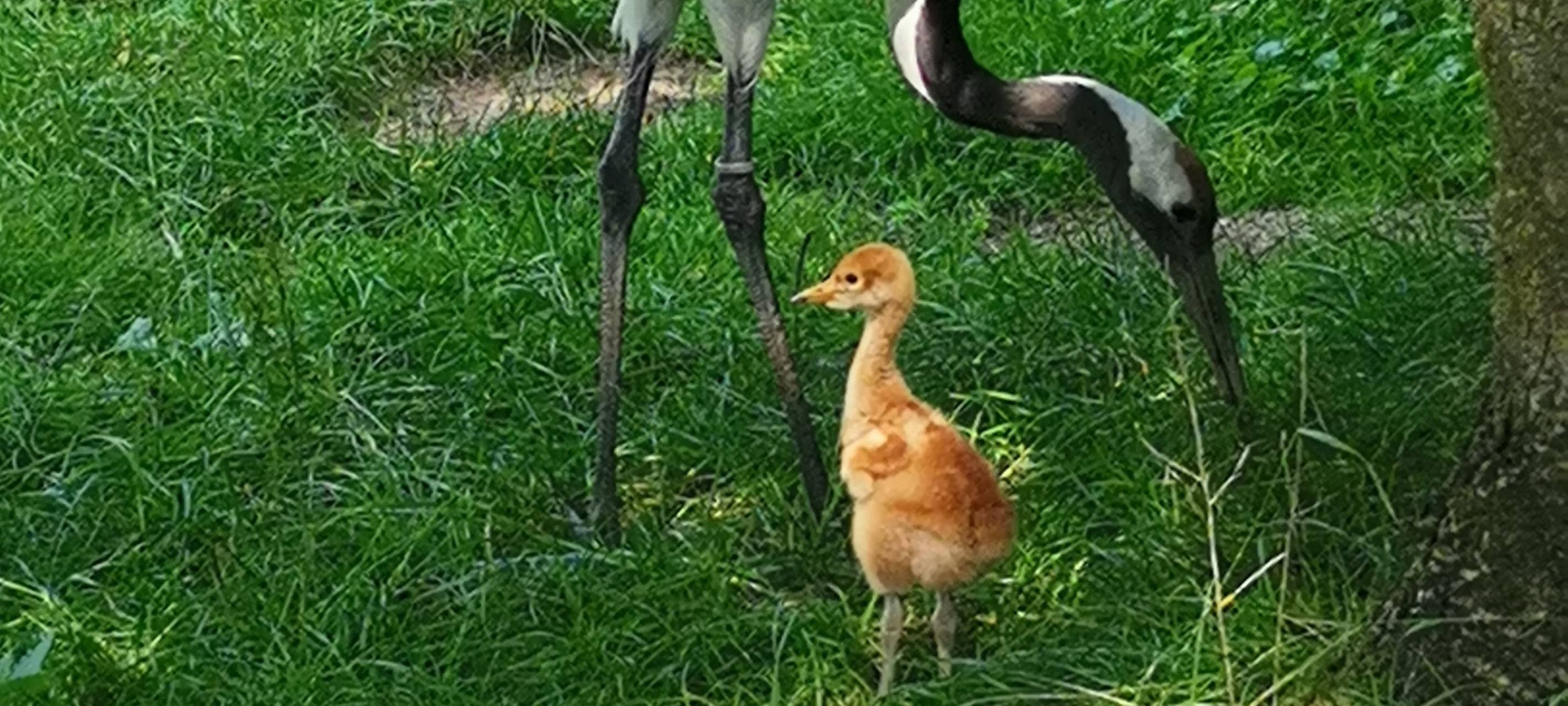 Seltener Nachwuchs im Vogelpark