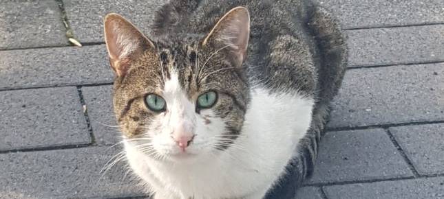 Fremder Kater am Kohlsberg gesichtet
