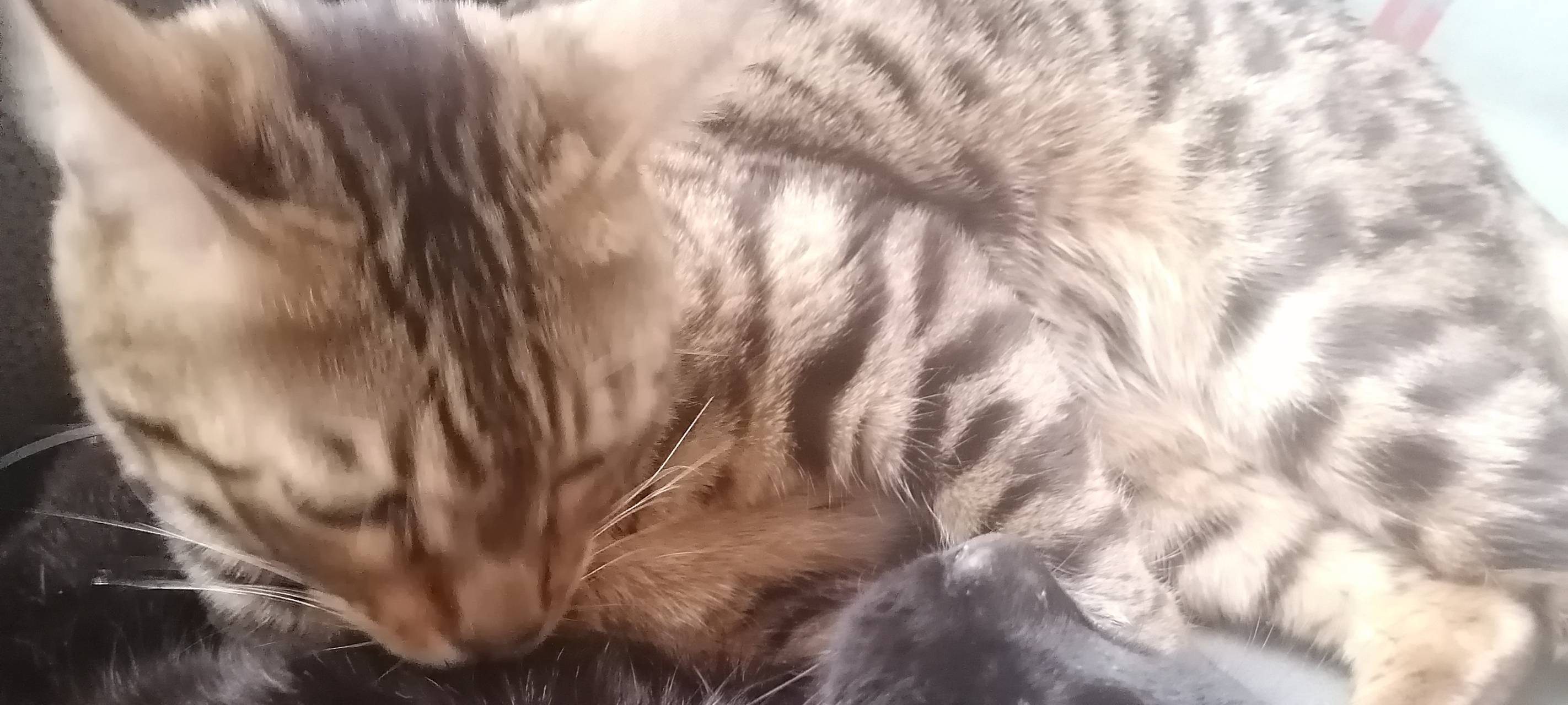 Bengal Kater Simba wird in Solingen gesucht