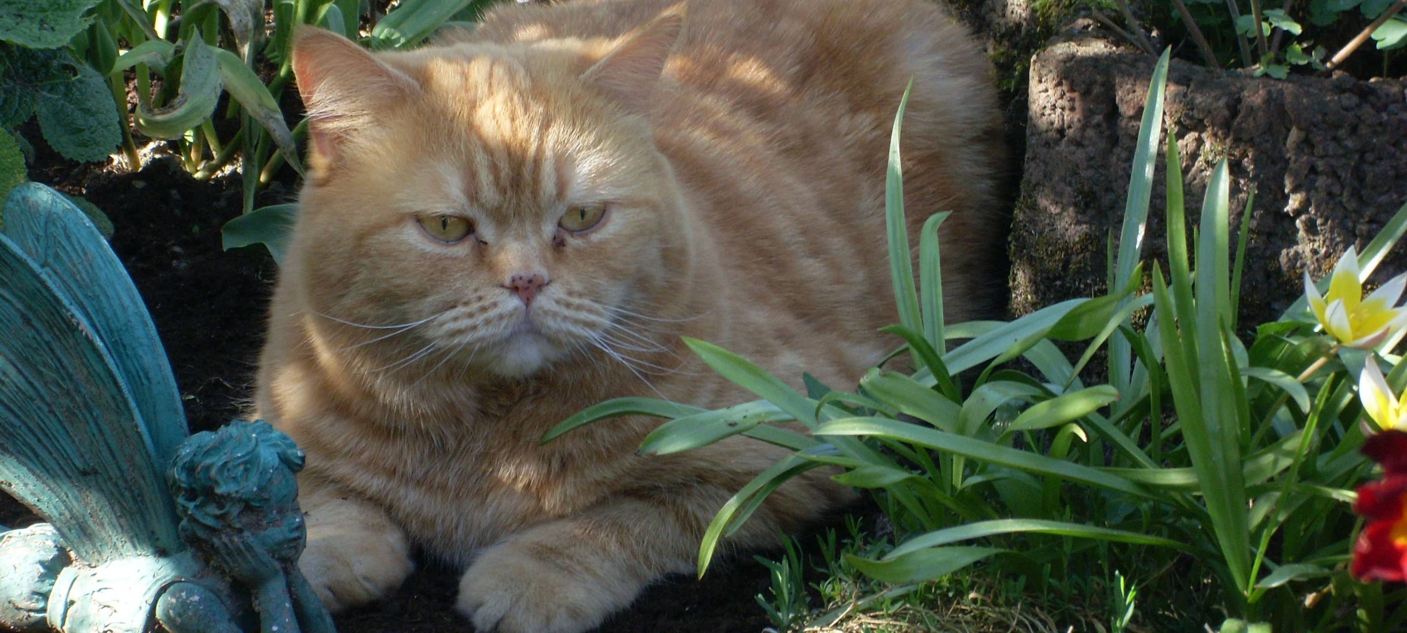 Kater Winnie in Remscheid gesucht