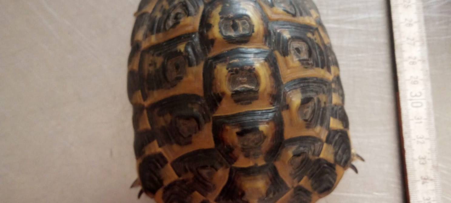 Schildkröte in Solingen gefunden