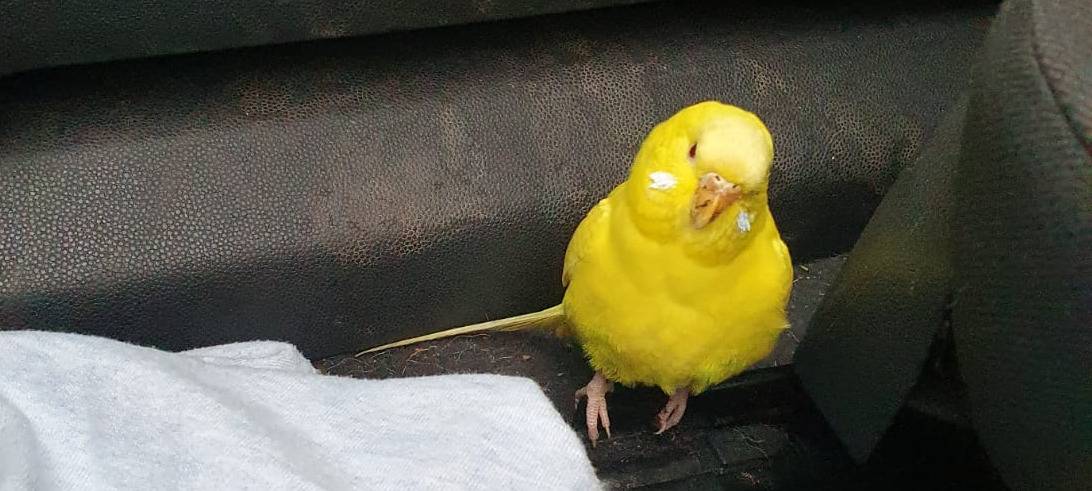 Gelber Vogel am Halfeshof in Solingen gefunden