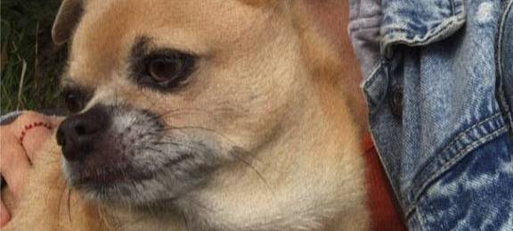 Chiuaua-Mops in Remscheid vermisst