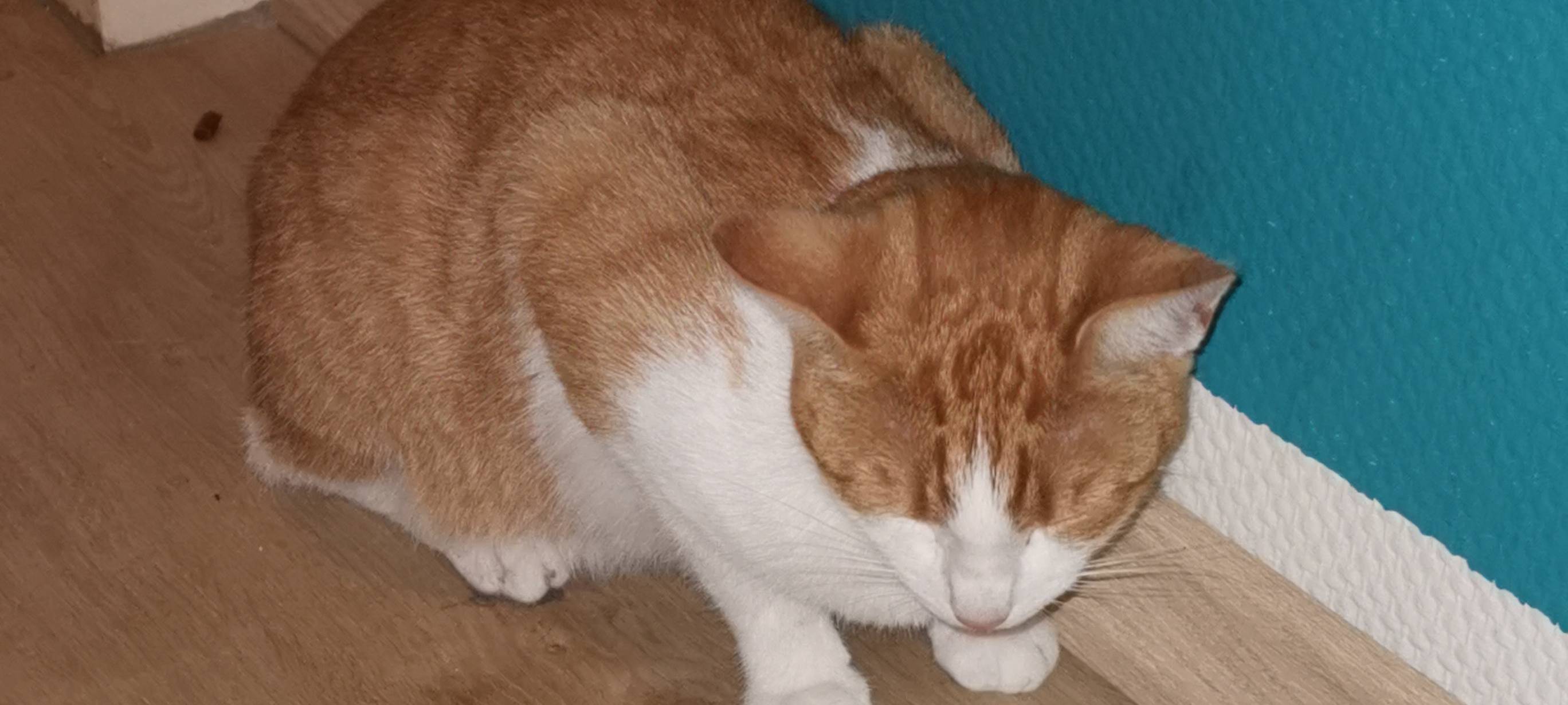 Katze in Solingen Ohligs zugelaufen