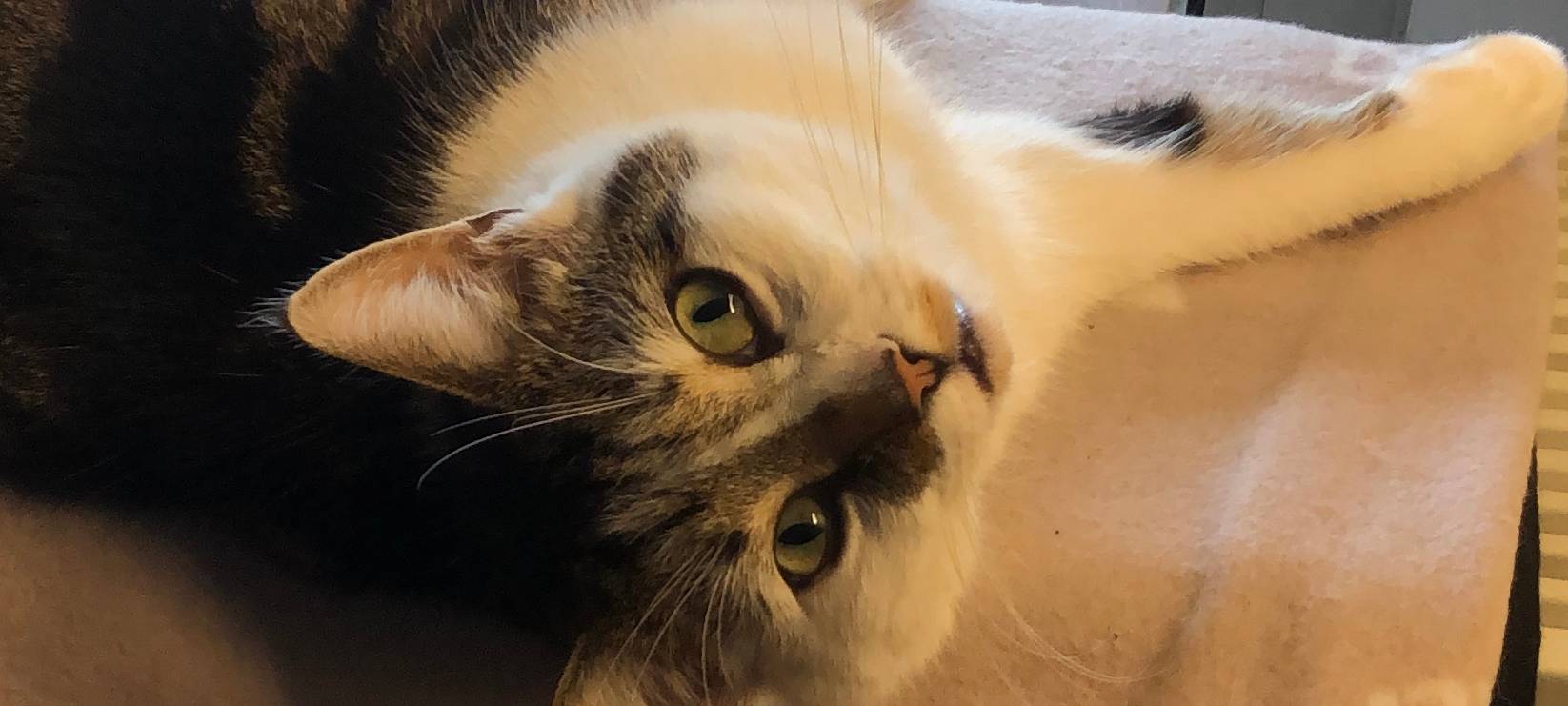 Kater in Solingen Meigen dringend gesucht