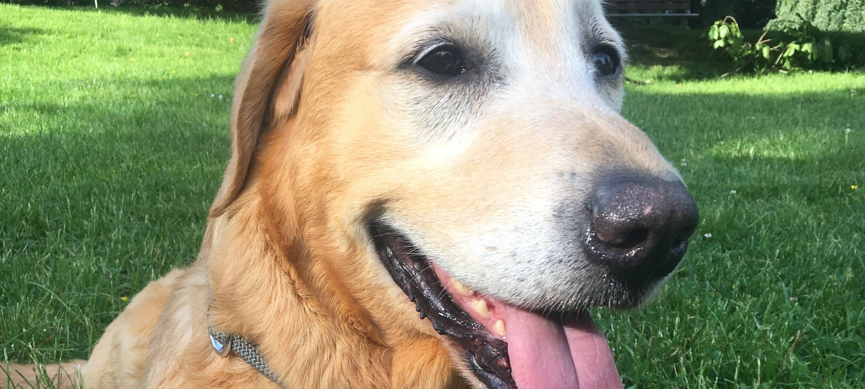 Hundeschwimmen startet wieder im Solinger Heidebad