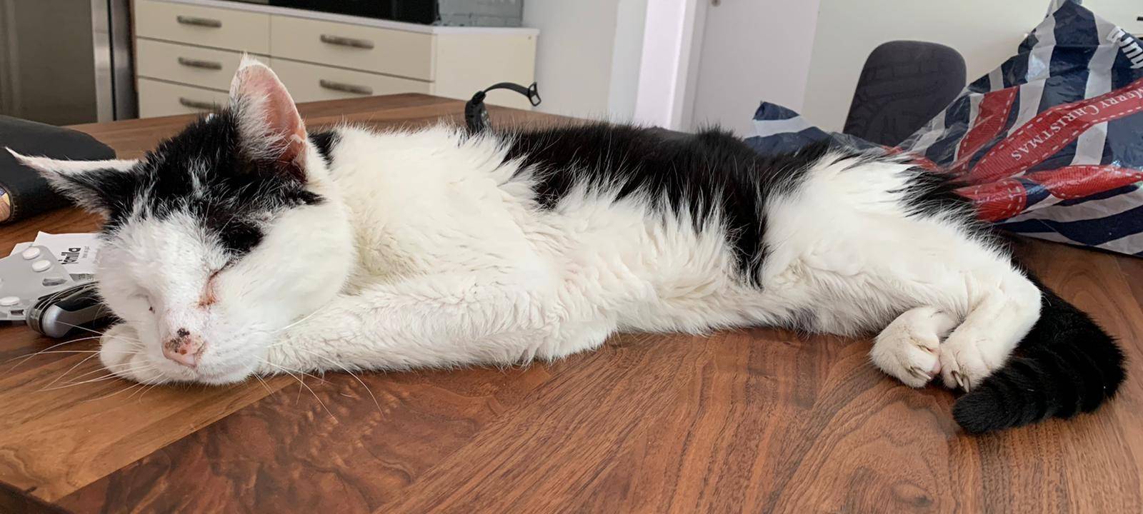 Kater Moritz in Solingen Ohligs gesucht