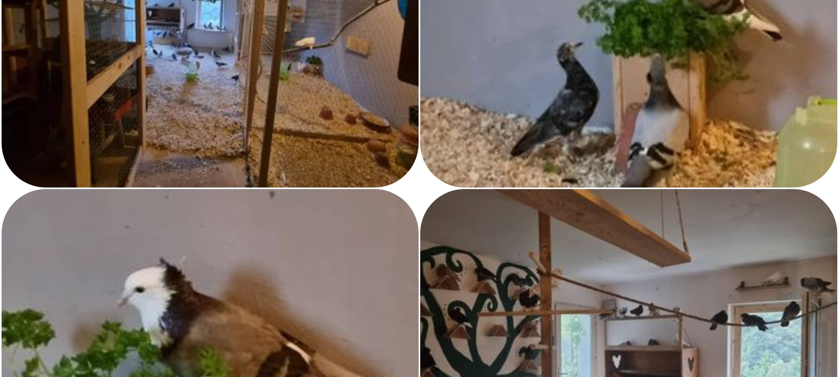 Taubenfreunde in Solingen suchen Hilfe