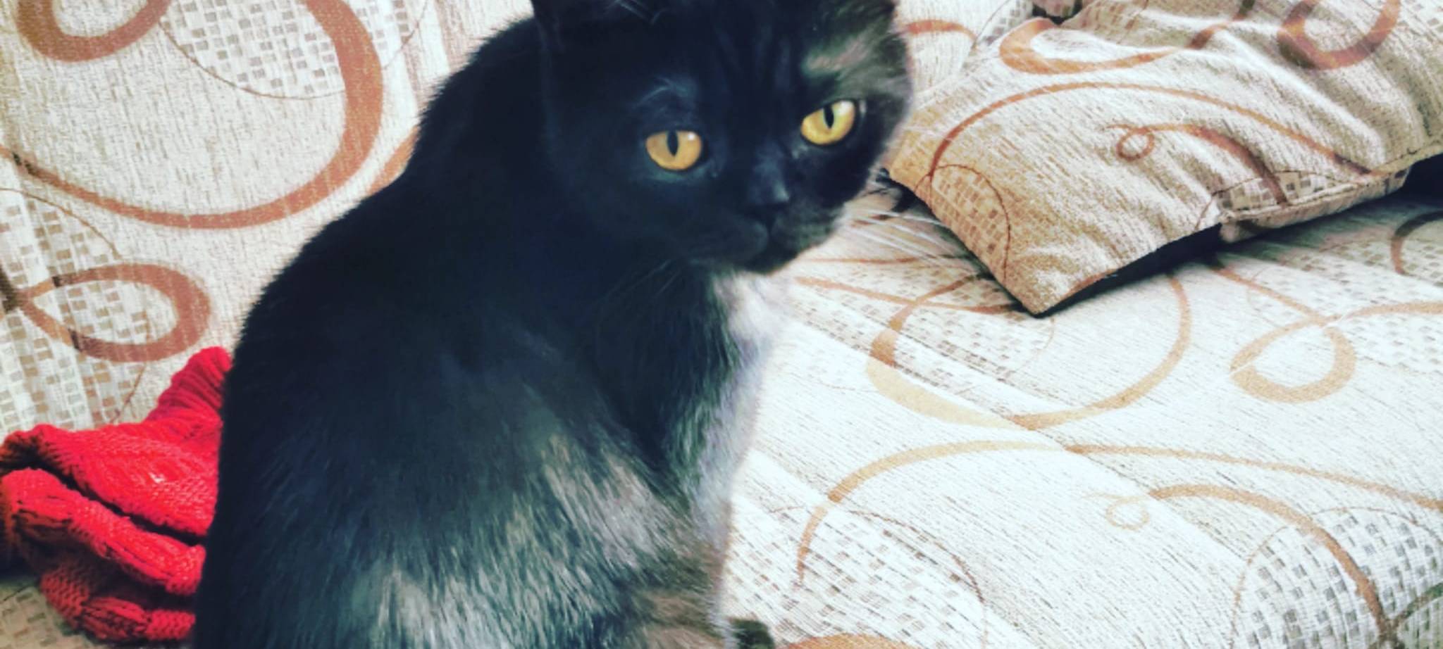 Kater Mijagi in Solingen vermisst