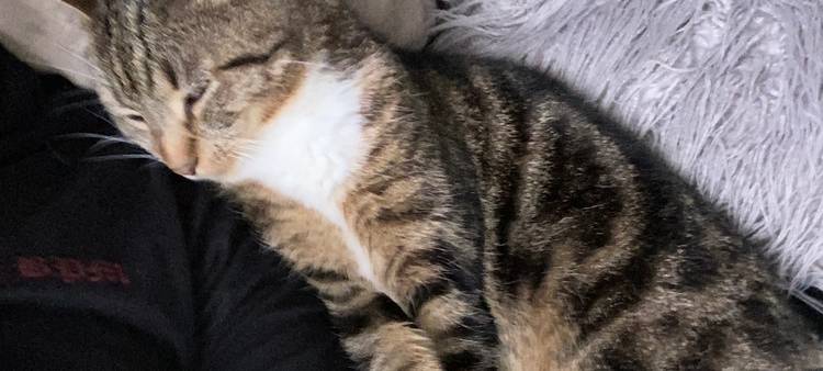 Kater Lui wird in Solingen vermisst