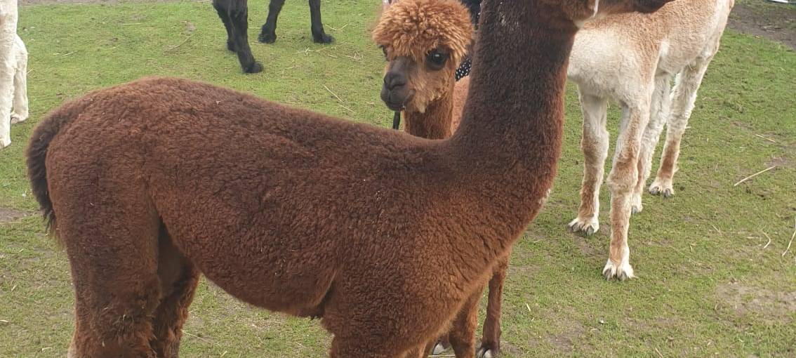 Alpaka Ranch in Remscheid