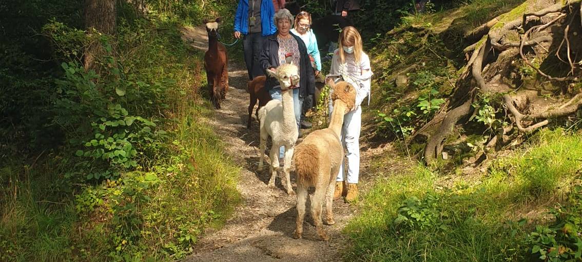 Alpaka Ranch in Remscheid