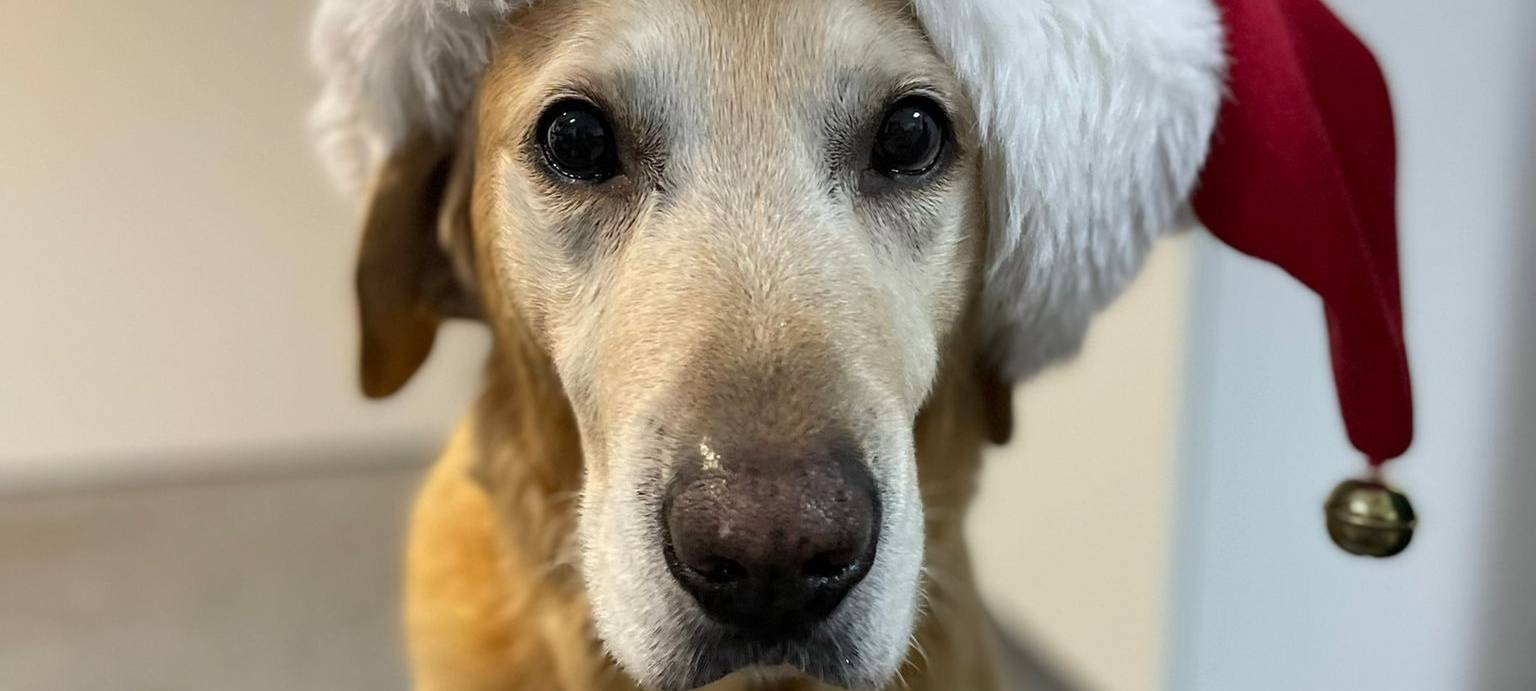 Vermittlungsstopp im RSG-Land - Tiere sind keine Geschenke