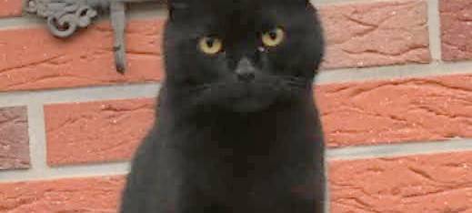 Kater Tom in Solingen Ohligs verschwunden