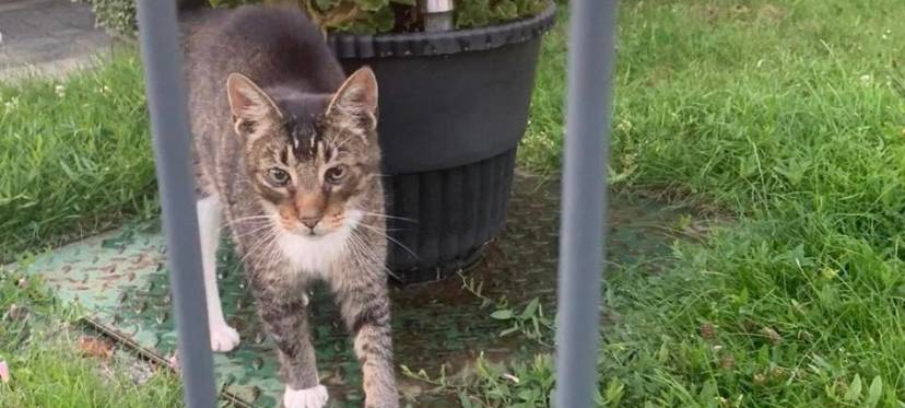 Pippo wird in Solingen vermisst