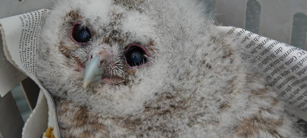 Verein der Woche: Verein für Greifvogel- und Wildschutz