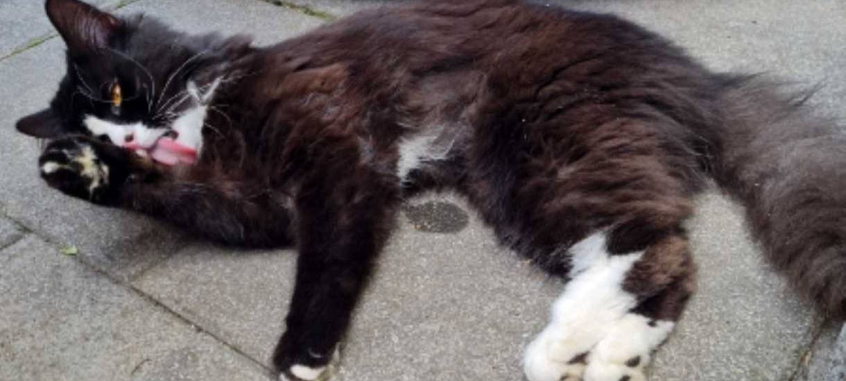 Kater Leo ist weg