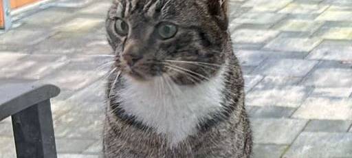 Kater Mücke in Solingen vermisst