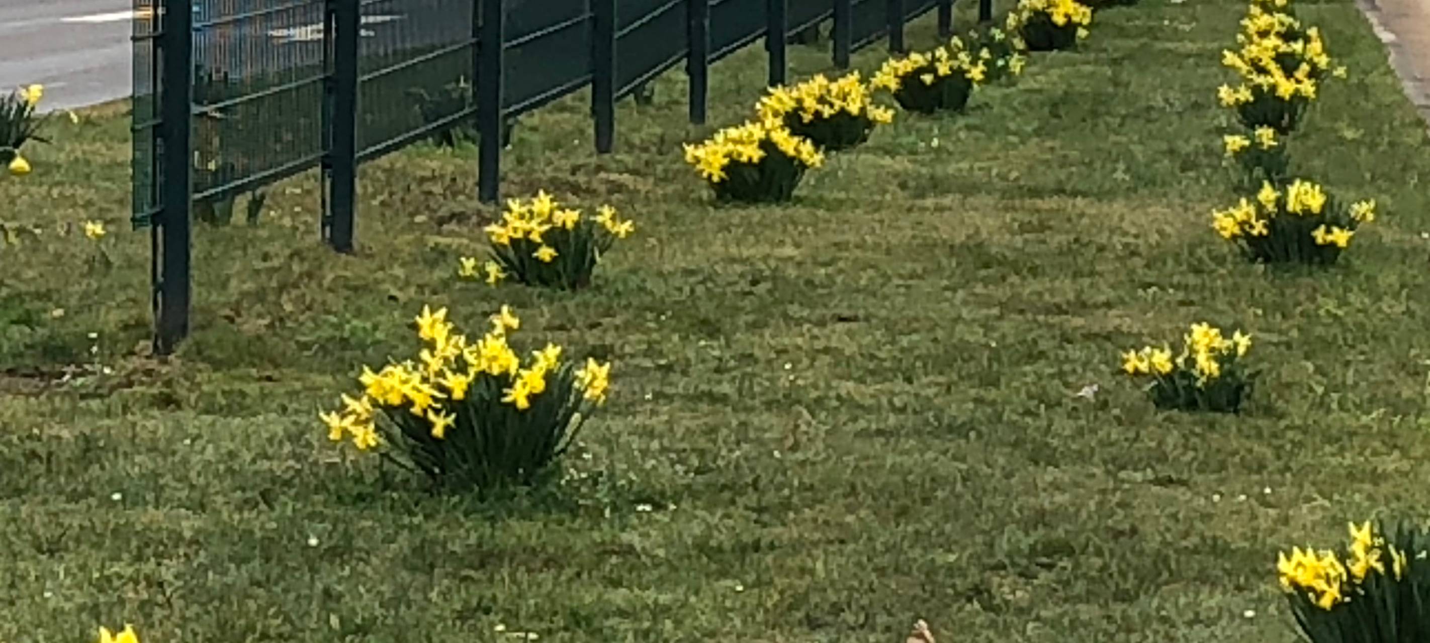 Heimische Blumen auf den Remscheider Verkehrsinseln