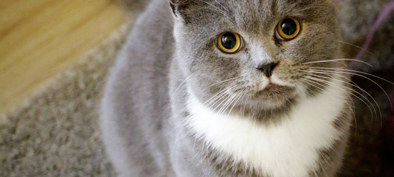 Pepe aus Solingen vermisst