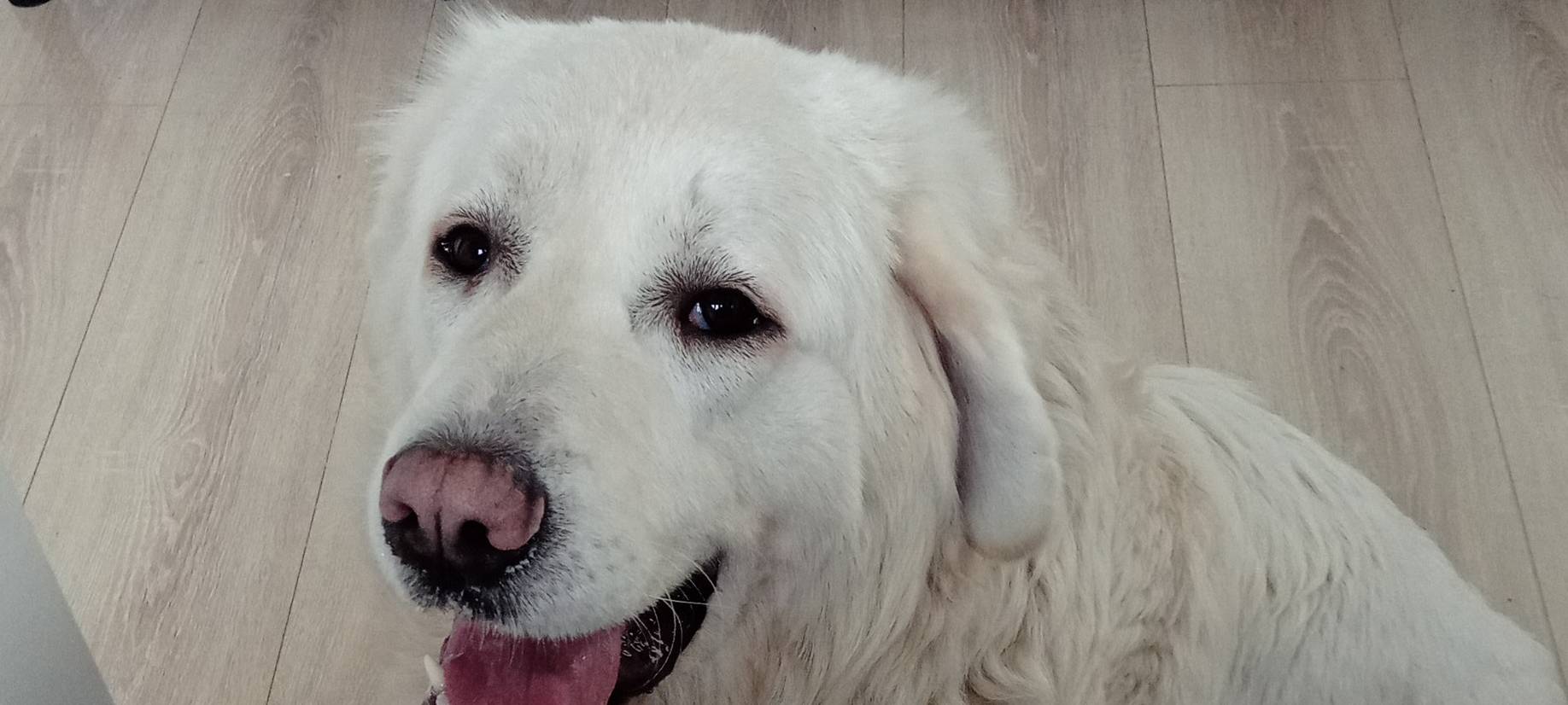 Hirten-Hund in Solingen vermisst