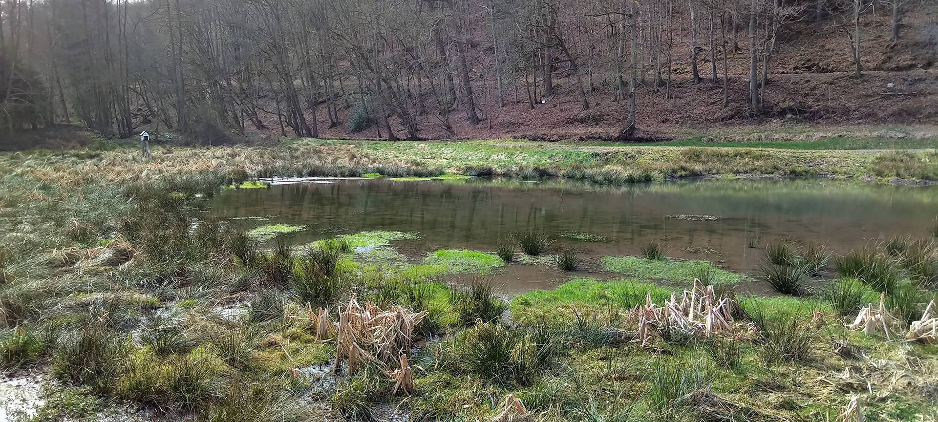 Remscheid: Mehr Tiere und Pflanzen am Löwenteich