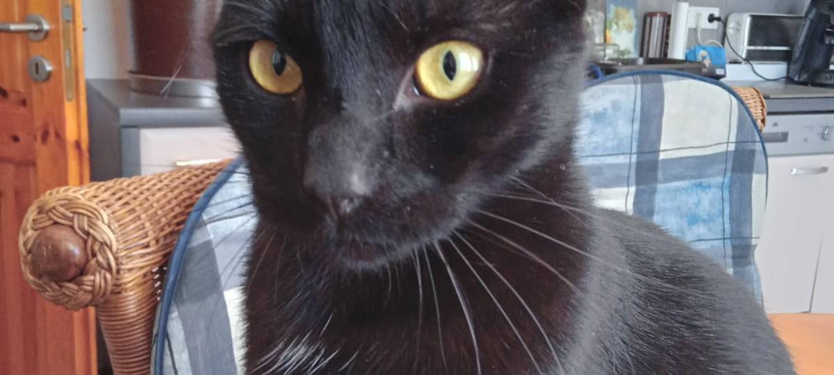 Kater Krümel vermisst