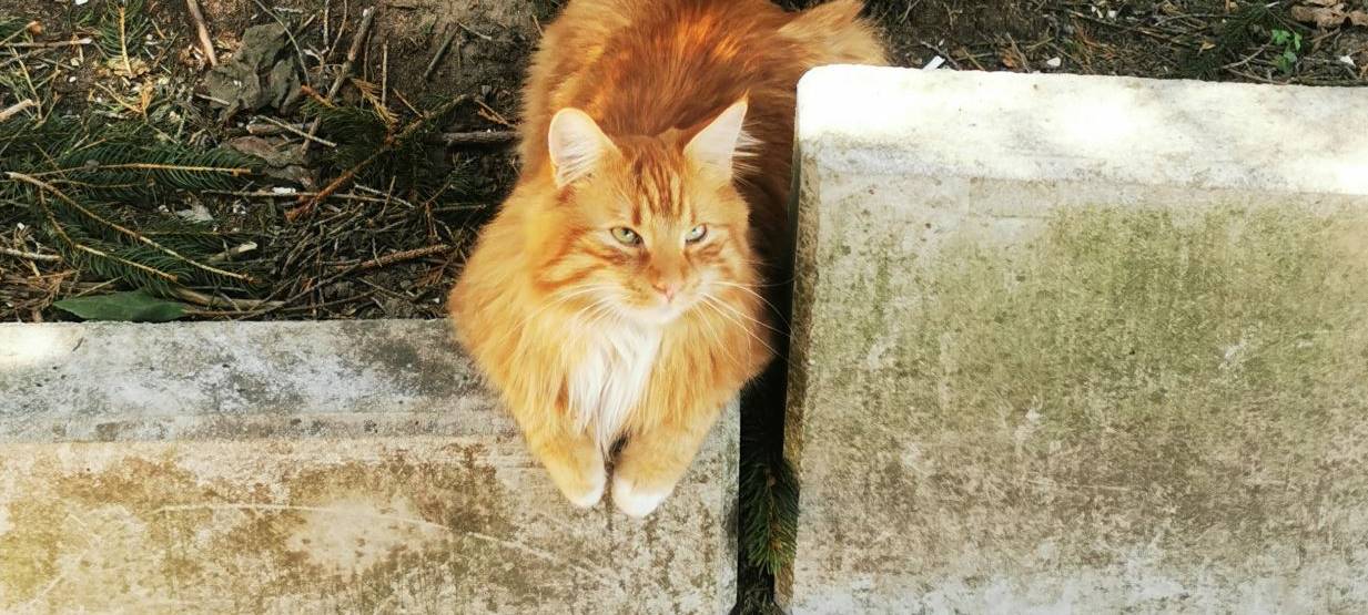 Kater Merlin Nähe Bärenloch in Solingen gesucht