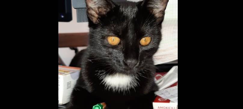 Katze Cappucino in Remscheid vermisst