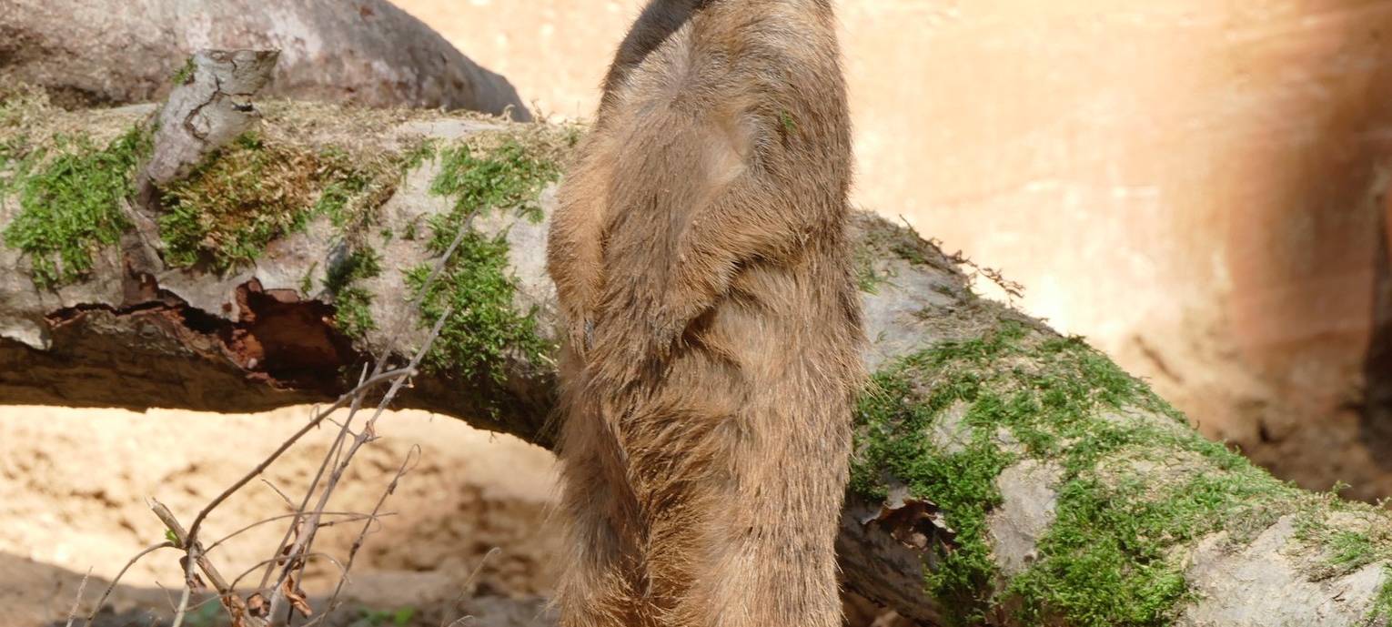 Tierarztbesuch wird teurer - auch für die Solinger Fauna