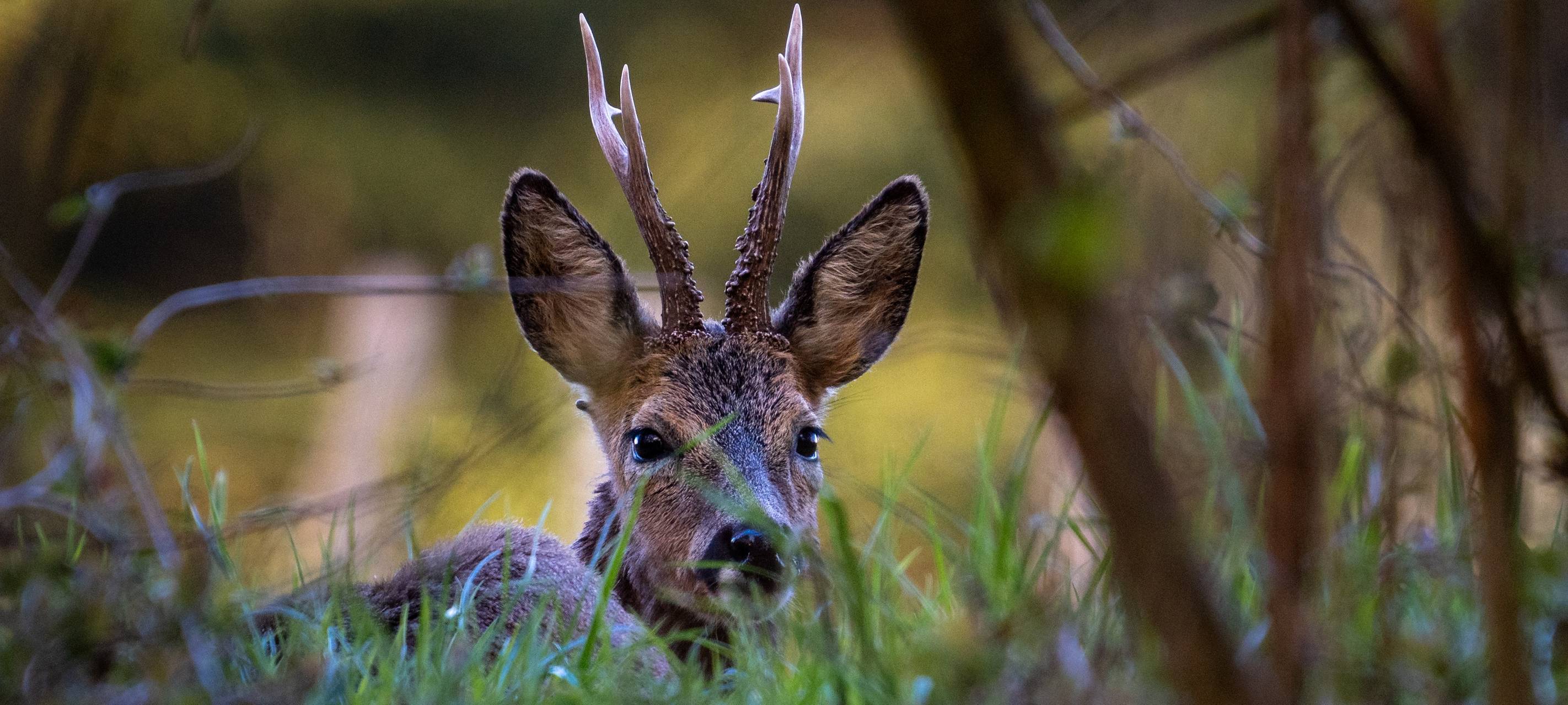 Wildunfälle bitte immer melden!