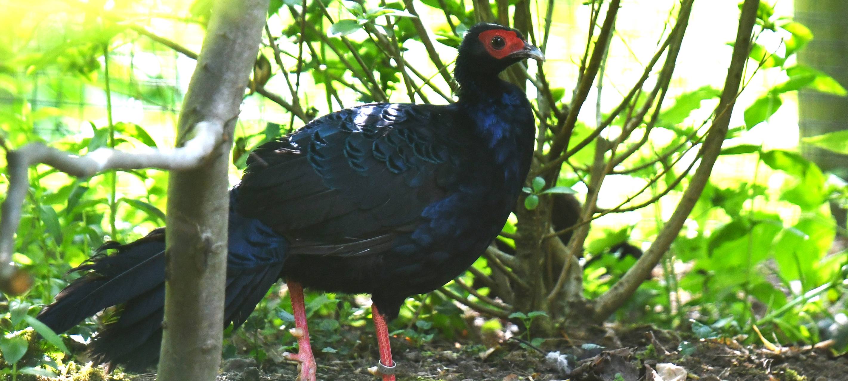 Familienfest im Vogel- und Tierpark Solingen