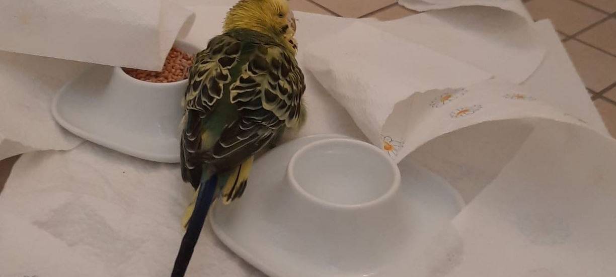 Wellensittich in Solingen Gräfrath gefunden