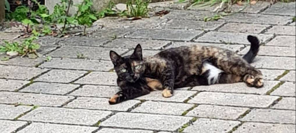 Katzenschutzverordnung hilft in Remscheid gegen Tierleid