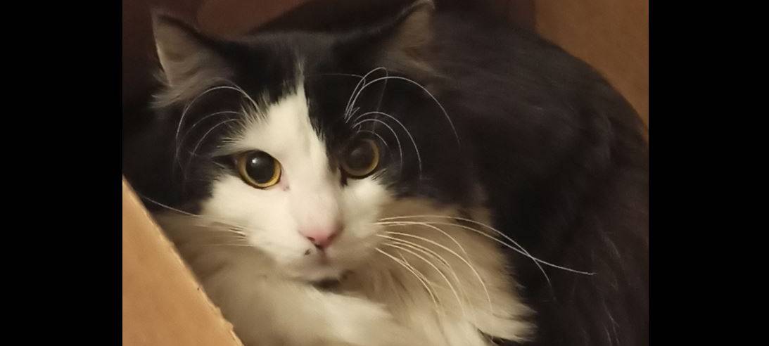 Kater Lio in Solingen gesucht