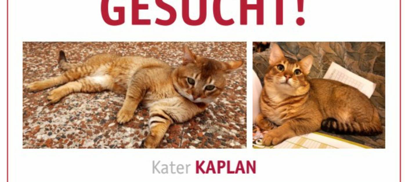 Kater Kaplan in Solingen Wald vermisst