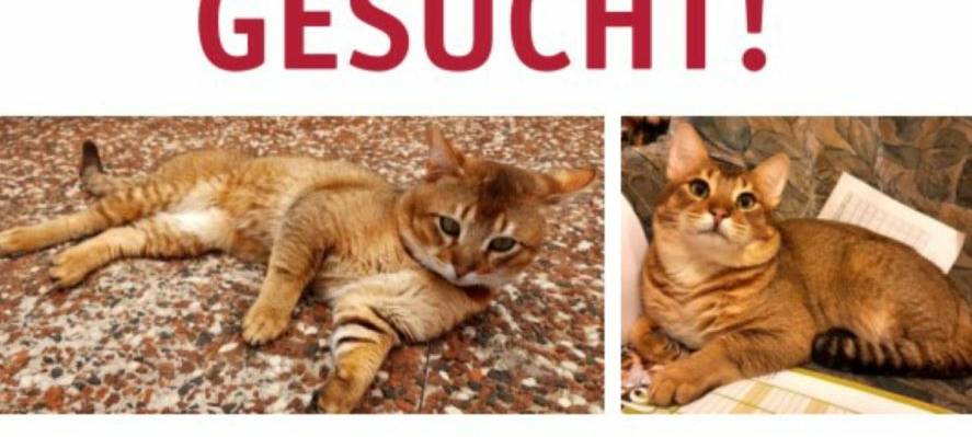 Kater Kaplan in Solingen Wald vermisst