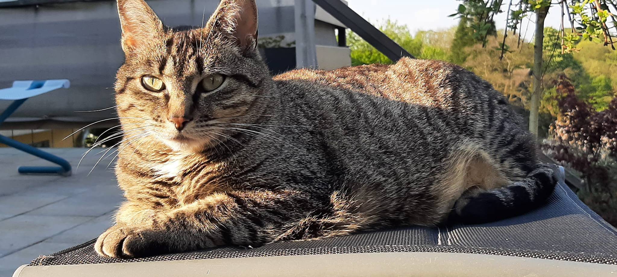 Katze Greta wird in Solingen vermisst