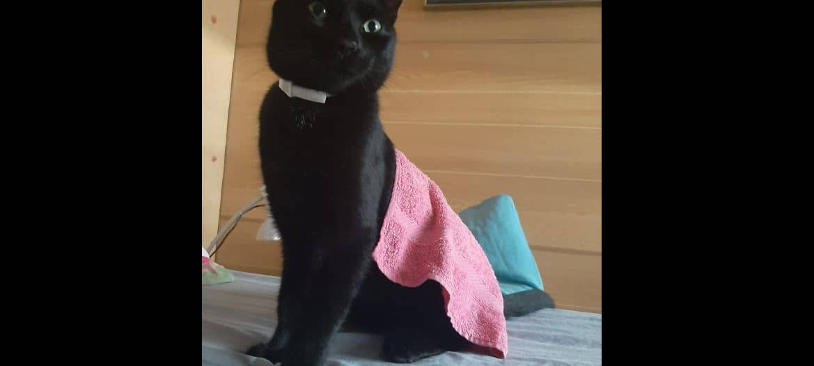 Schwarzer Kater in Solingen vermisst