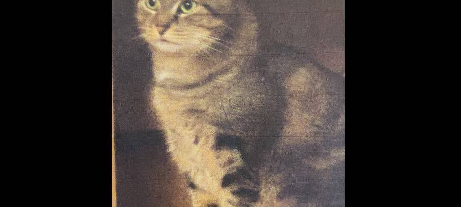 Kater Charlie in Solingen vermisst