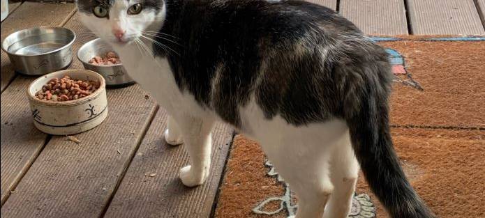 Kater Zwinki seit Mitte Mai in Solingen gesucht