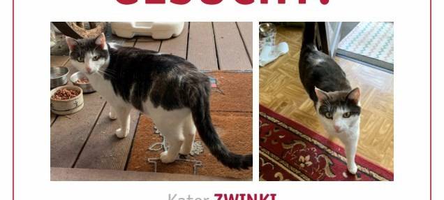 Kater Zwinki seit Mitte Mai in Solingen gesucht