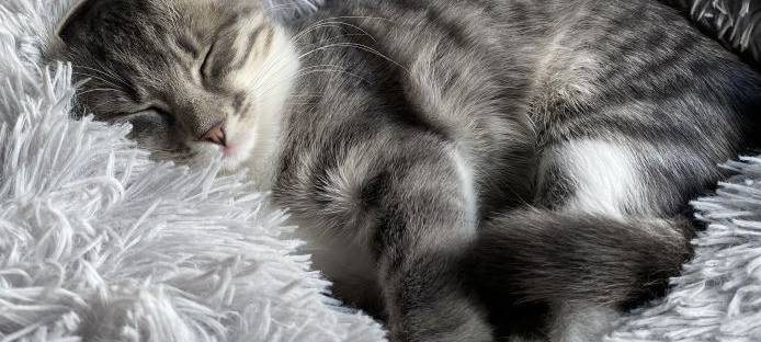 Katze Mila am Hasenberg in Remscheid verschwunden