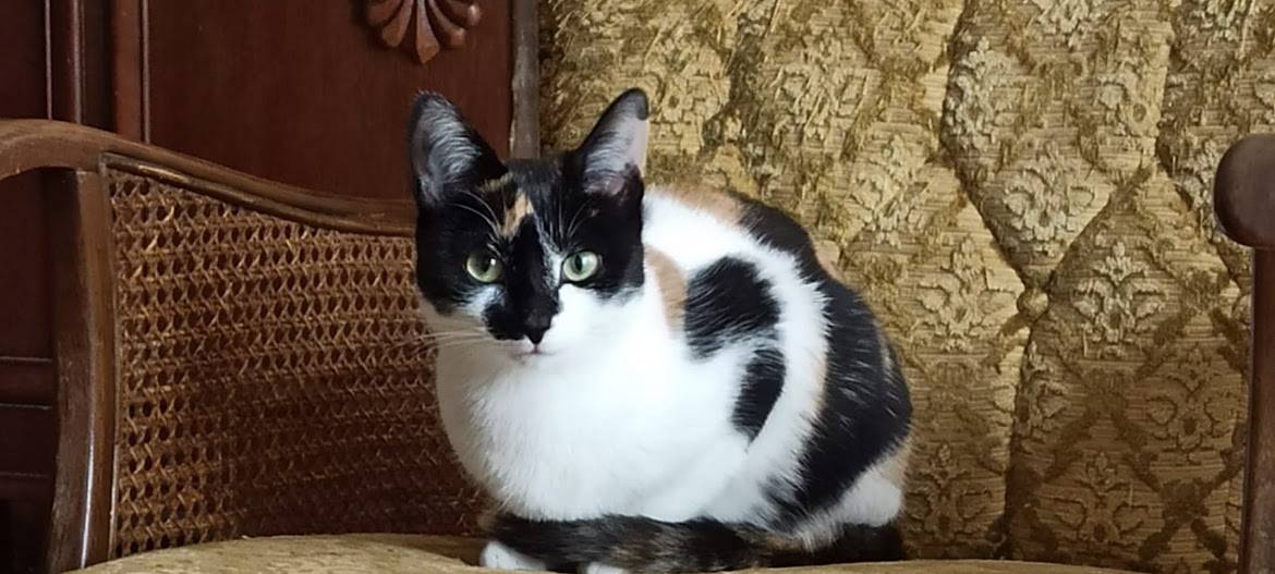 Molly wird in Remscheid gesucht