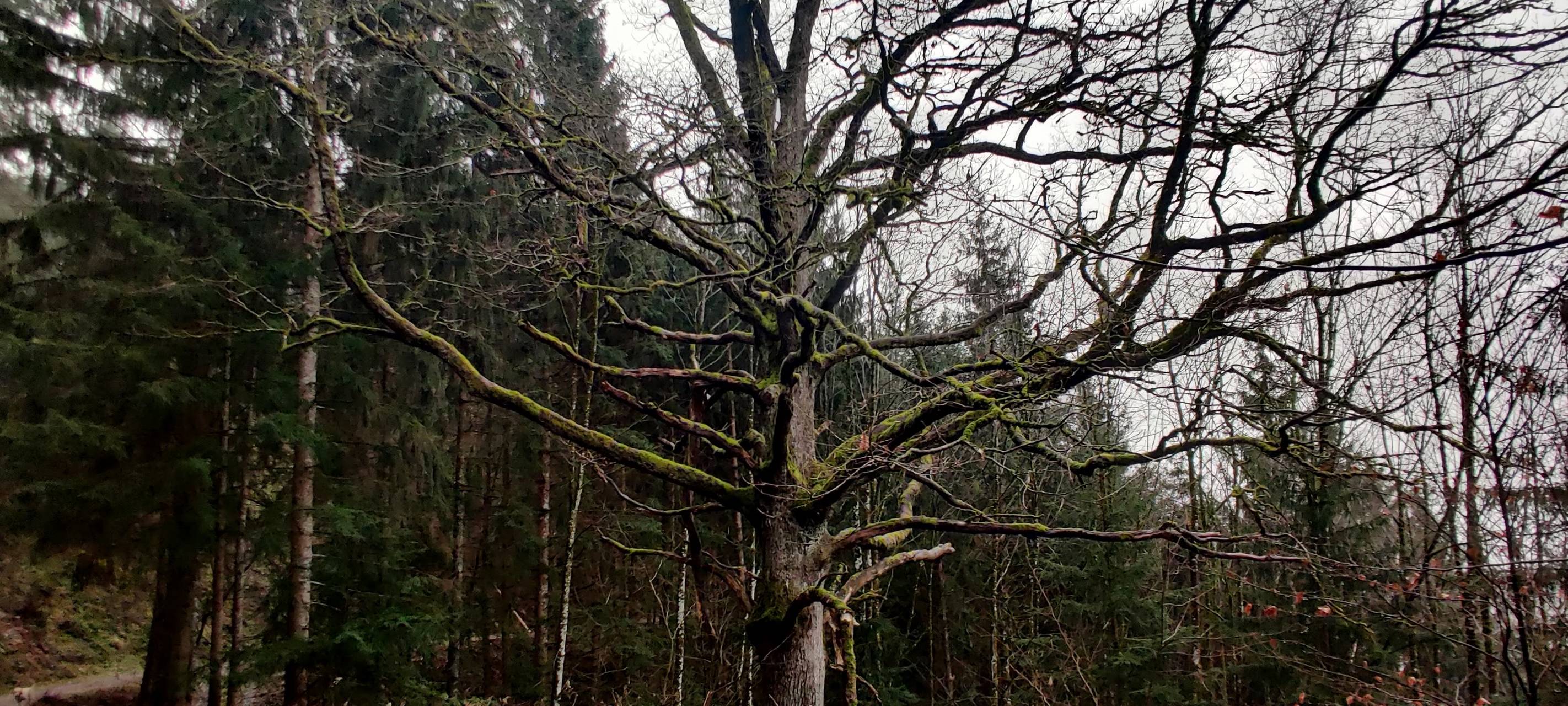 Wälder in Remscheid und Solingen leiden
