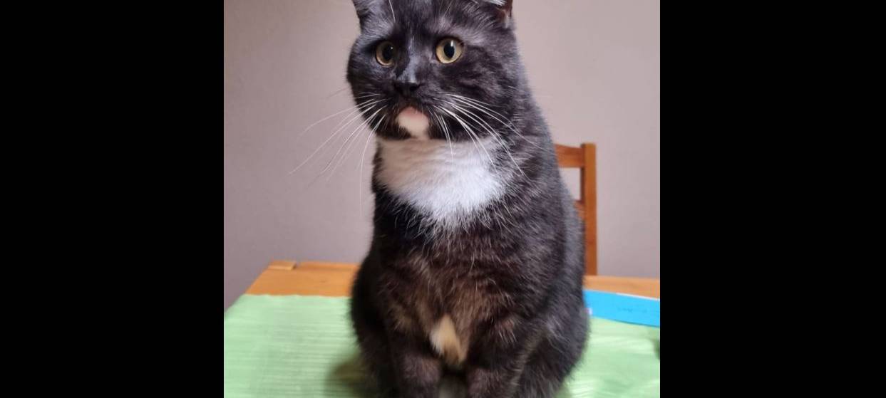 Kater Bärchen in Solingen Merscheid gesucht