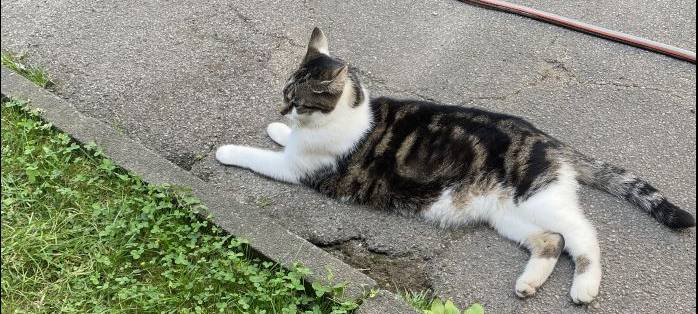 Wer vermisst in Solingen diese Katze?