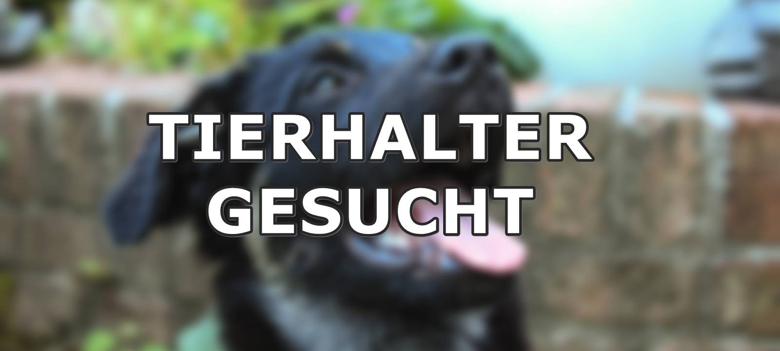 Herrenloser Chow Chow in Remscheid