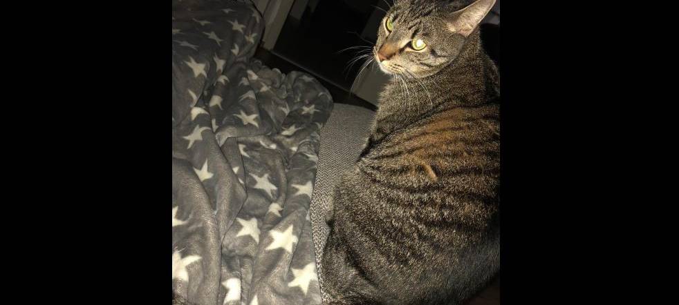 Kater Leo in Remscheid vermisst