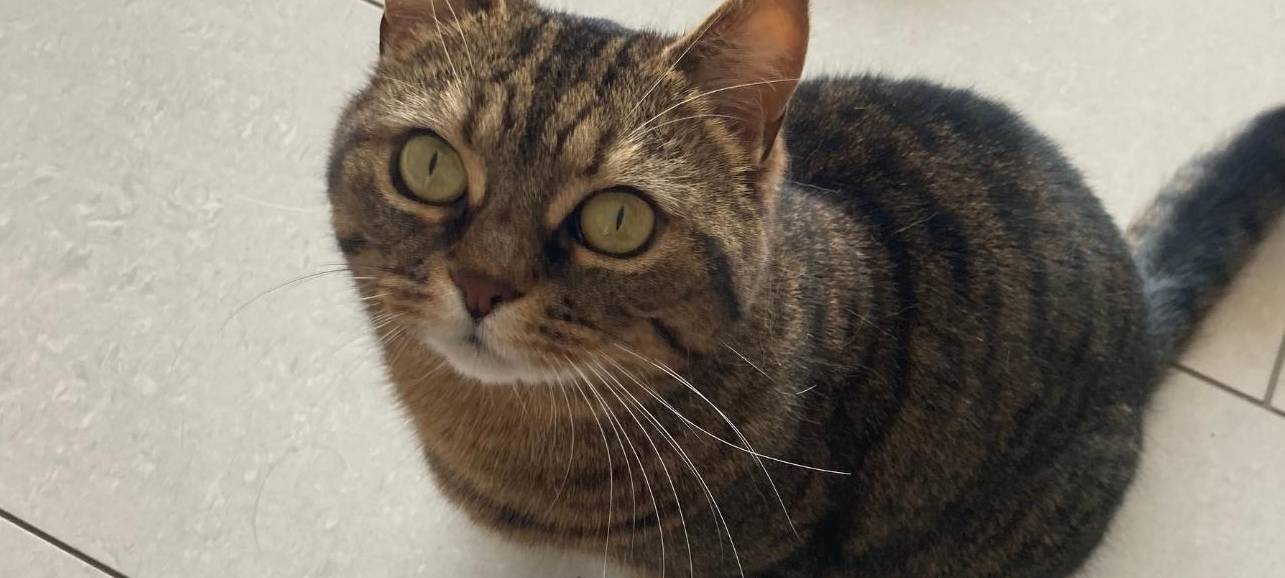 Katze Peach in Lennep vermisst